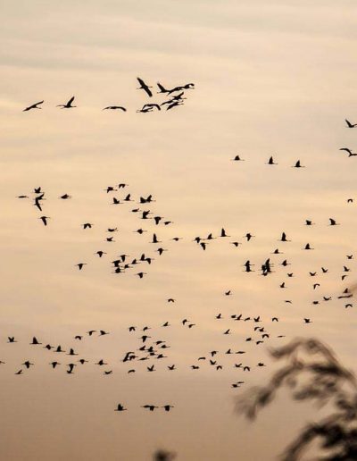 Ziehende Kraniche direkt über dem Grundstück am Wasser des Barther Stroms