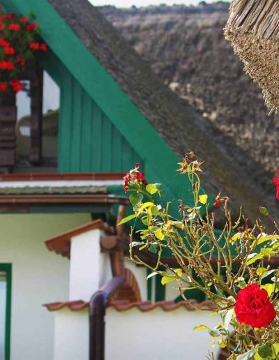 Reetdach Detail des Ferienhauses mit hübscher Bepflanzung im Sonnenschein