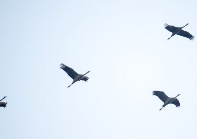 formationsflug der kraniche