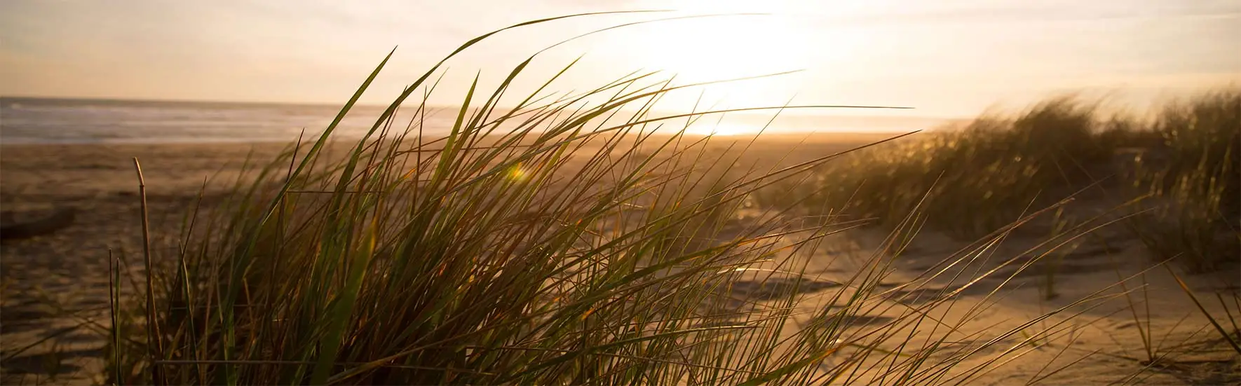 Sonnenuntergang auf bewachsener Düne am Strand vom Darß