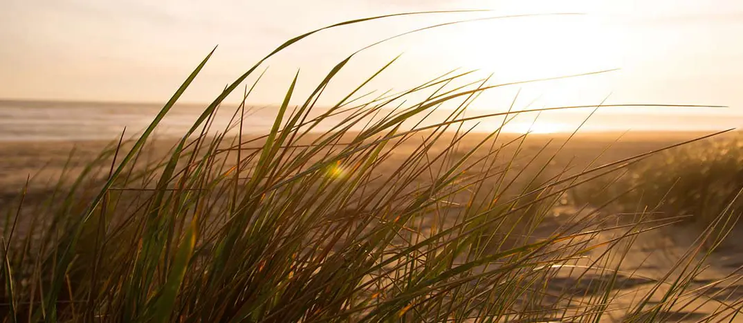 Sonnenuntergang auf bewachsener Düne am Strand vom Darß