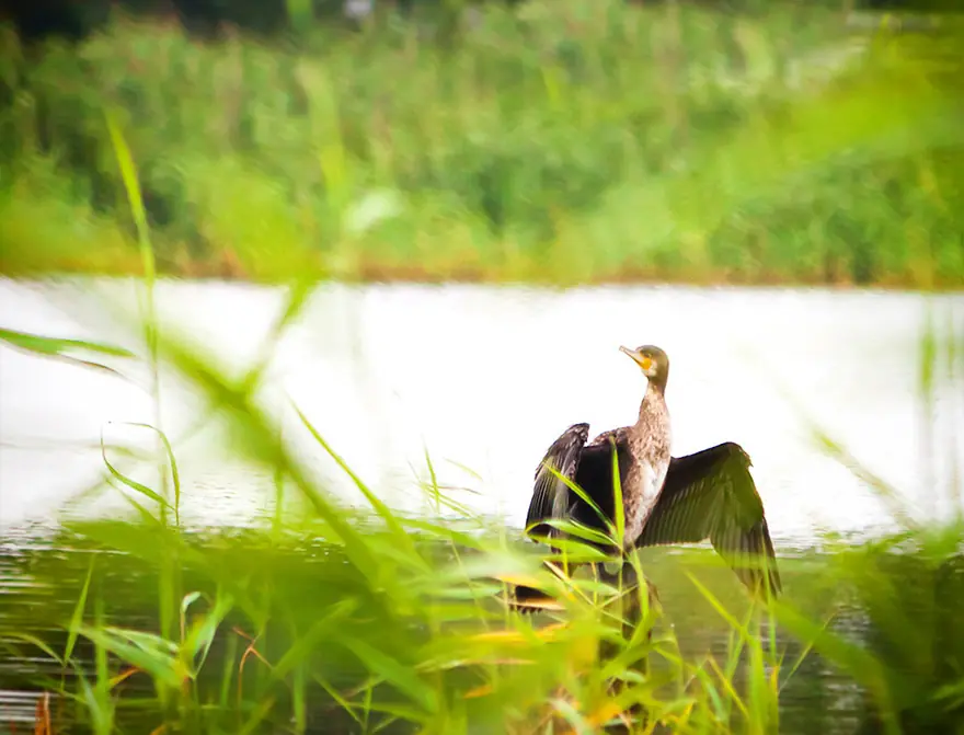 Unser Haus-und-Hof Kormoran bewacht unseren Bootsanleger